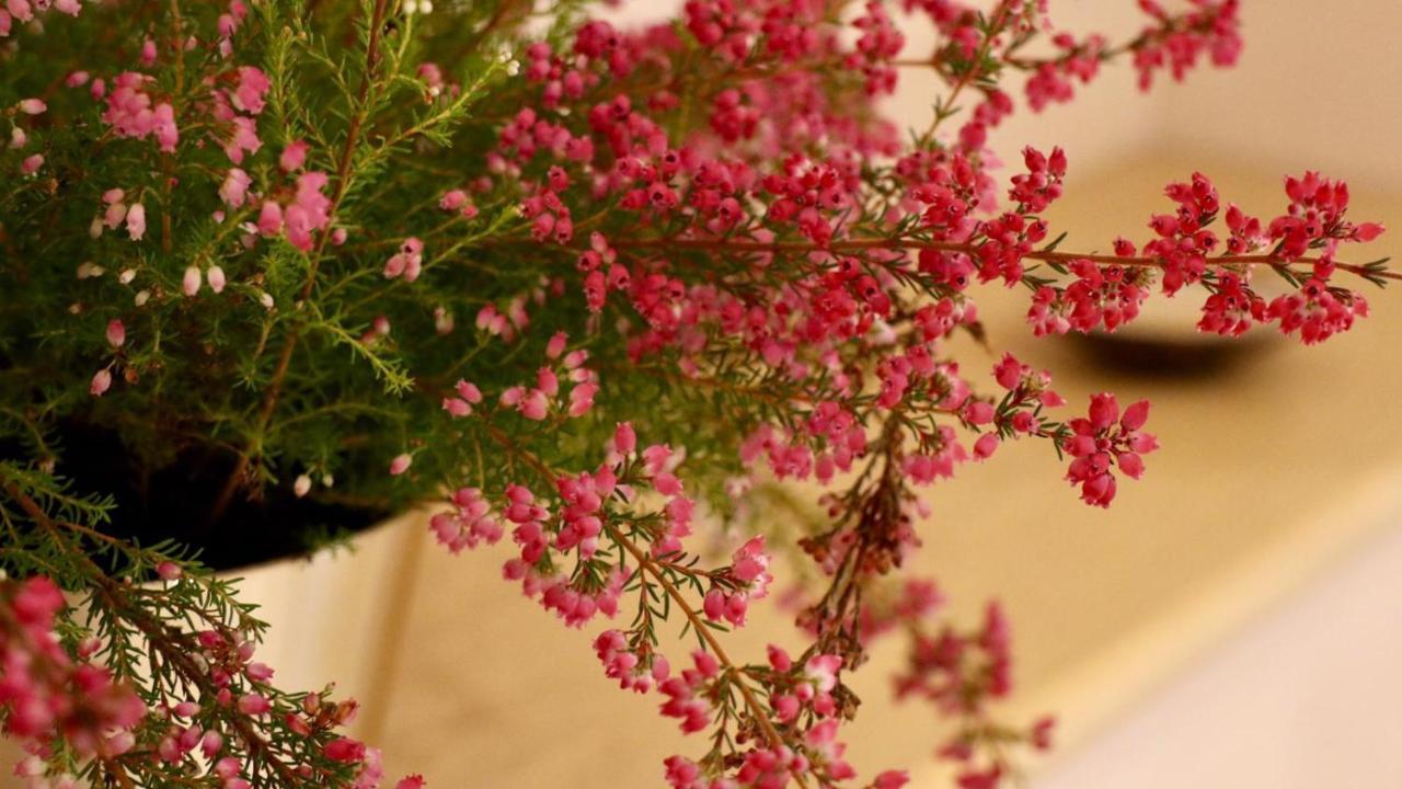 A Casa Di Grace Bed & Breakfast Basiglio Dış mekan fotoğraf
